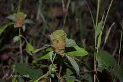 Phaulopsis imbricata